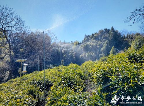 中安在線黃山頻道 祁門紅茶 在傳承中發展,讓茶香飄向遠方