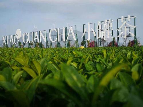 小罐茶大產業 晉級農業產業化省級重點 龍頭